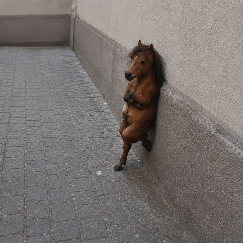 Nonchalant Horse meme coin artwork