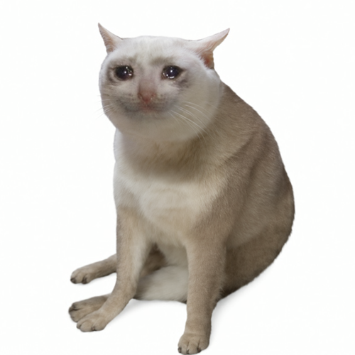 Cashcat meme coin artwork