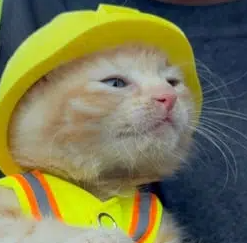 Sue (cat wif helmet) meme coin artwork