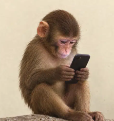 APEFONE meme coin artwork